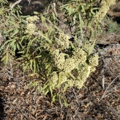 Corymbia terminalis (Northern Bloodwood, Desert Bloodwood) at Eromanga, QLD - 27 Jul 2023 by LyndalT