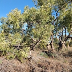 Corymbia terminalis at Eromanga, QLD - 27 Jul 2023