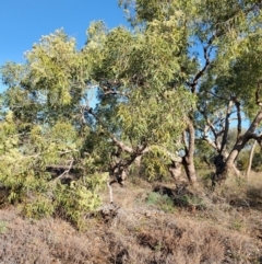 Corymbia terminalis at Eromanga, QLD - 27 Jul 2023 04:08 PM