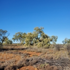 Corymbia terminalis at Eromanga, QLD - 27 Jul 2023