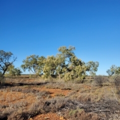 Corymbia terminalis at Eromanga, QLD - 27 Jul 2023 04:08 PM