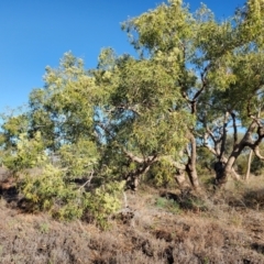 Corymbia terminalis at Eromanga, QLD - 27 Jul 2023