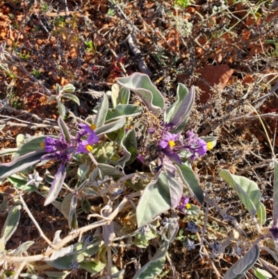 Solanum callosum at Eromanga, QLD - 27 Jul 2023 by LyndalT