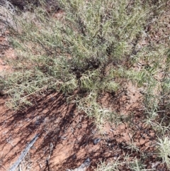 Eremophila gilesii (Charleville Turkey-Bush) at Adavale, QLD - 27 Jul 2023 by LyndalT
