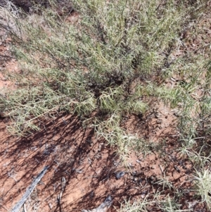 Eremophila gilesii at Adavale, QLD - 27 Jul 2023 11:20 AM