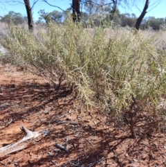 Eremophila gilesii at Adavale, QLD - 27 Jul 2023