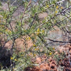 Acacia tetragonophylla (Dead Finish, Kurara) at Eromanga, QLD - 27 Jul 2023 by LyndalT