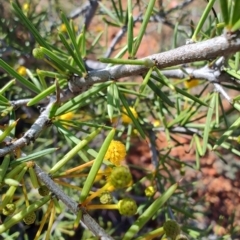 Acacia tetragonophylla at Eromanga, QLD - 27 Jul 2023 01:46 PM
