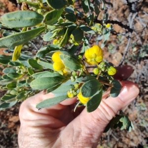 Senna artemisioides at Eromanga, QLD - 27 Jul 2023