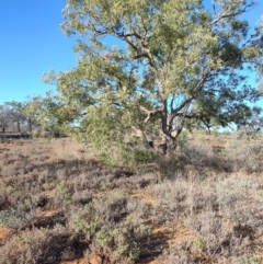 Corymbia terminalis (Northern Bloodwood, Desert Bloodwood) at Eromanga, QLD - 27 Jul 2023 by LyndalT