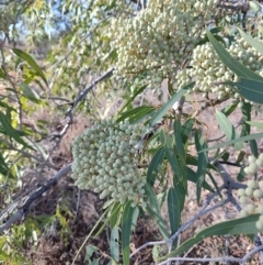 Corymbia terminalis at Eromanga, QLD - 27 Jul 2023 04:11 PM