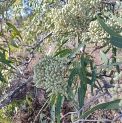 Corymbia terminalis at Eromanga, QLD - 27 Jul 2023