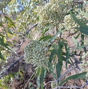 Corymbia terminalis at Eromanga, QLD - 27 Jul 2023 04:11 PM