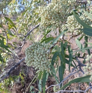 Corymbia terminalis at Eromanga, QLD - 27 Jul 2023