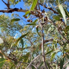 Corymbia terminalis at Eromanga, QLD - 27 Jul 2023