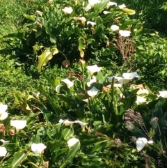 Zantedeschia aethiopica (Arum Lily) at Pambula, NSW - 11 Oct 2023 by MichaelBedingfield