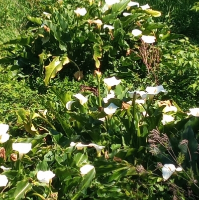 Zantedeschia aethiopica (Arum Lily) at Pambula Public School - 11 Oct 2023 by michaelb