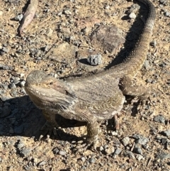 Pogona barbata (Eastern Bearded Dragon) at Hackett, ACT - 11 Oct 2023 by JaneR