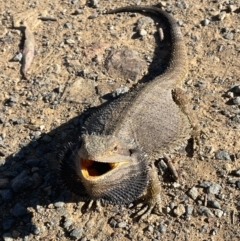 Pogona barbata at Hackett, ACT - suppressed