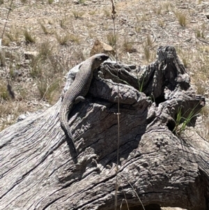 Egernia cunninghami at Hackett, ACT - 28 Sep 2023