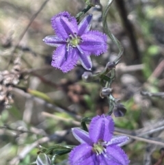 Thysanotus patersonii (Twining Fringe Lily) at Mount Majura - 28 Sep 2023 by JaneR