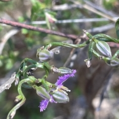 Thysanotus patersonii at Hackett, ACT - 28 Sep 2023