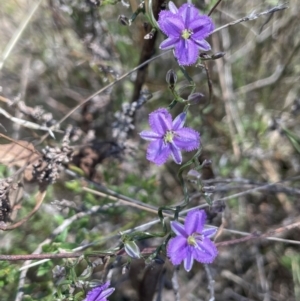 Thysanotus patersonii at Hackett, ACT - 28 Sep 2023