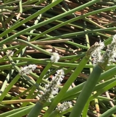 Eleocharis sphacelata (Tall Spike-rush) at Mount Majura - 13 Oct 2023 by JaneR