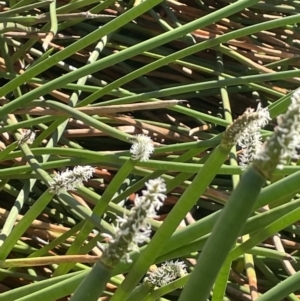 Eleocharis sphacelata at Hackett, ACT - 13 Oct 2023 11:18 AM