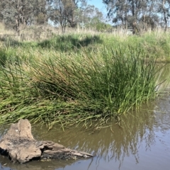 Eleocharis sphacelata at Hackett, ACT - 13 Oct 2023