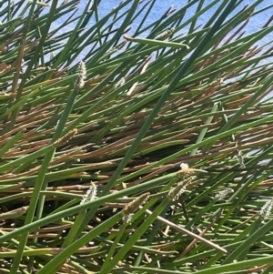 Eleocharis sphacelata at Hackett, ACT - 13 Oct 2023 11:18 AM