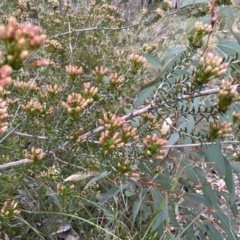 Calytrix tetragona (Common Fringe-myrtle) at Stromlo, ACT - 14 Oct 2023 by JimL