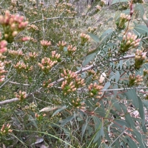 Calytrix tetragona at Stromlo, ACT - 14 Oct 2023 08:51 AM