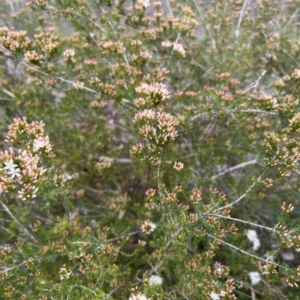 Calytrix tetragona at Stromlo, ACT - 14 Oct 2023