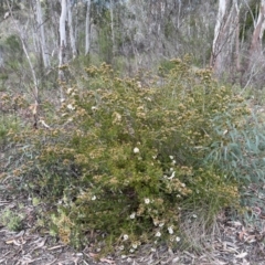 Calytrix tetragona at Stromlo, ACT - 14 Oct 2023