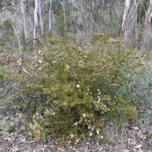 Calytrix tetragona at Stromlo, ACT - 14 Oct 2023 08:51 AM