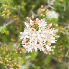 Calytrix tetragona at Stromlo, ACT - 14 Oct 2023 08:51 AM