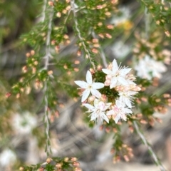 Calytrix tetragona at Stromlo, ACT - 14 Oct 2023