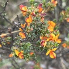 Pultenaea procumbens (Bush Pea) at Stromlo, ACT - 13 Oct 2023 by JimL