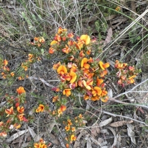 Pultenaea procumbens at Stromlo, ACT - 14 Oct 2023 08:40 AM