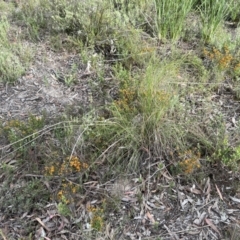 Pultenaea procumbens at Stromlo, ACT - 14 Oct 2023