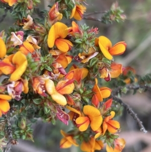 Pultenaea procumbens at Stromlo, ACT - 14 Oct 2023 08:40 AM