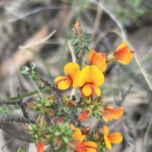 Pultenaea procumbens at Stromlo, ACT - 14 Oct 2023