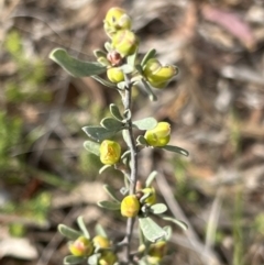 Hibbertia obtusifolia (Grey Guinea-flower) at Stromlo, ACT - 14 Oct 2023 by JimL