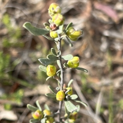 Hibbertia obtusifolia (Grey Guinea-flower) at Stromlo, ACT - 14 Oct 2023 by JimL