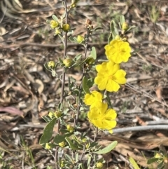 Hibbertia obtusifolia at Stromlo, ACT - 14 Oct 2023