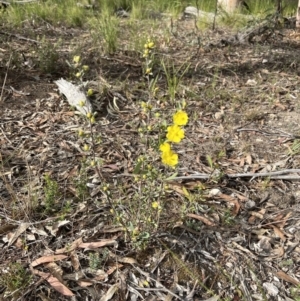 Hibbertia obtusifolia at Stromlo, ACT - 14 Oct 2023 08:37 AM