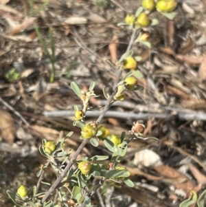 Hibbertia obtusifolia at Stromlo, ACT - 14 Oct 2023 08:37 AM