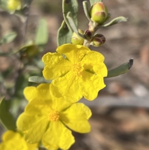 Hibbertia obtusifolia at Stromlo, ACT - 14 Oct 2023 08:37 AM