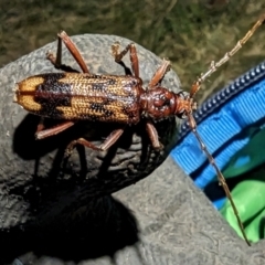 Phoracantha synonyma (Longhorn beetle) at Majura, ACT - 13 Oct 2023 by sbittinger